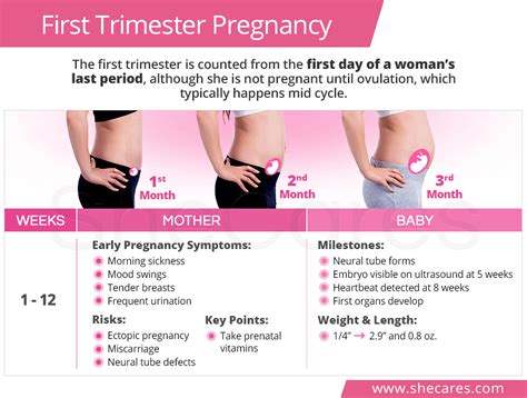 7 Signs Your Pregnancy Is Thriving in the First Trimester