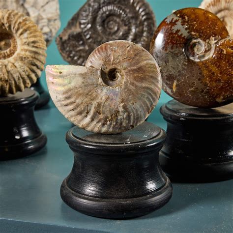 7 Stunning Ammonite Fossils for Sale