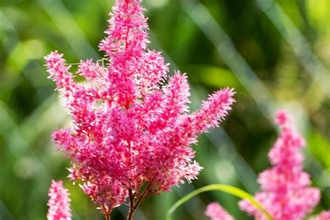 7 Surprising Facts About Fertilizer for Astilbe That Will Blow Your Mind