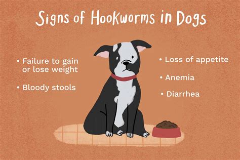 7 Telltale Symptoms of Hookworms in Dogs