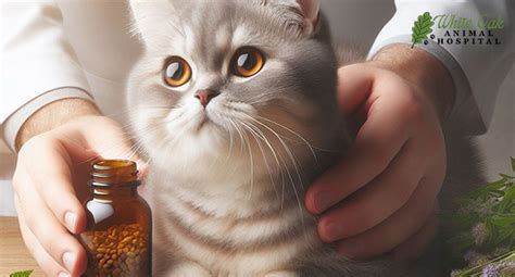 7 Ultimate Allergic to Cats Treatment Solutions