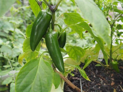 7 Unbelievable Techniques to Boost Your Jalapeño Plants with Fertilizer