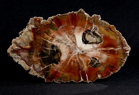 7 Unbelievable Ways to Unleash the Hidden Potential of Petrified Wood Slices