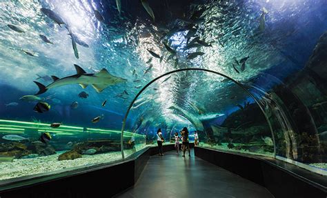 7 Unforgettable Aquariums in New York That Will Dive Deep into Your Heart