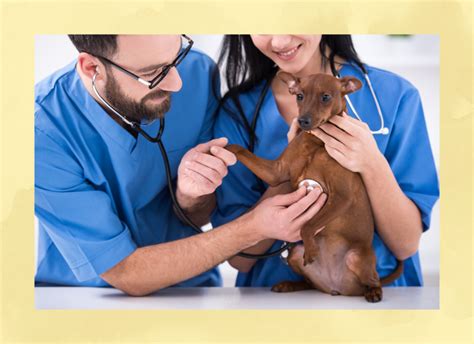 7 Vet Hospitals Near Me That Will Treat Your Pet Like Family