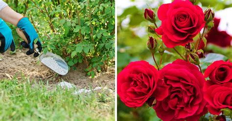 7 Ways to Use Rose Bush Fertilizer Spikes Like a Pro