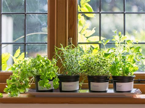 7 secrets grow delicious herbs indoors your herb garden Epub