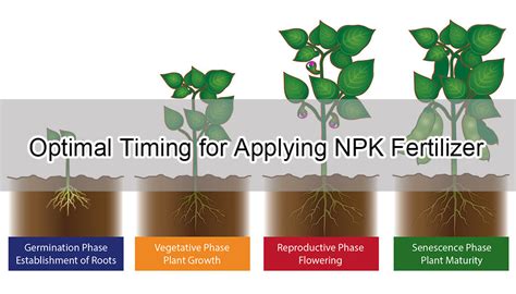 7-Step Guide to Maximizing the Impact of NPK Production Line for Optimal Plant Growth