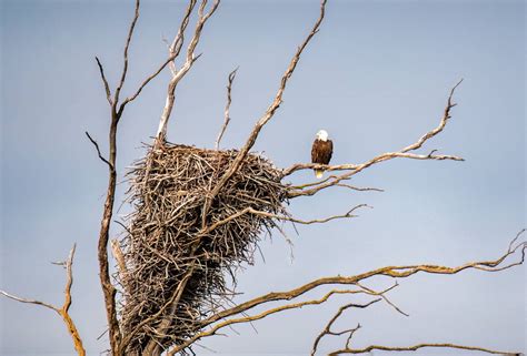 8,000 Feathers Create the Perfect Nest for the World's Largest Nesting Bird