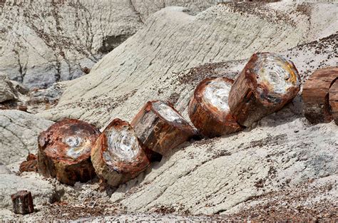 8 Extraordinary Facts About Petrified Black Wood