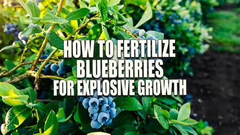 8 Key Moments for Blueberries When to Fertilize