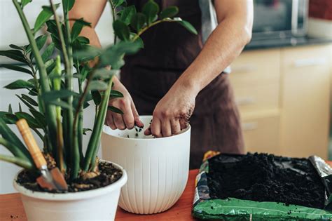 8 Organic Indoor Plant Fertilizers to Nourish Your Indoor Oasis