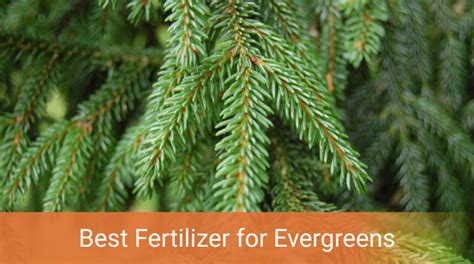 8 Surefire Fertilizer Tips for Evergreen Trees: A Comprehensive Guide