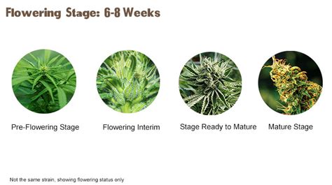 8 Ultimate Fertilizers for Flowering Weed: Unleash the Budding Potential