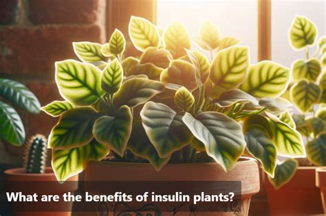 8 Unbelievable Benefits of Insulin in the Body