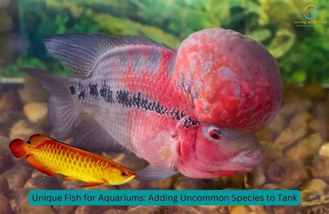 8 Uncommon Fish for Your Aquarium