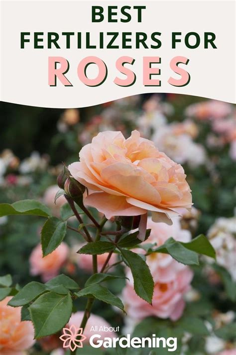 9 Amazing Fertilizers for Rose Plants: A Comprehensive Guide