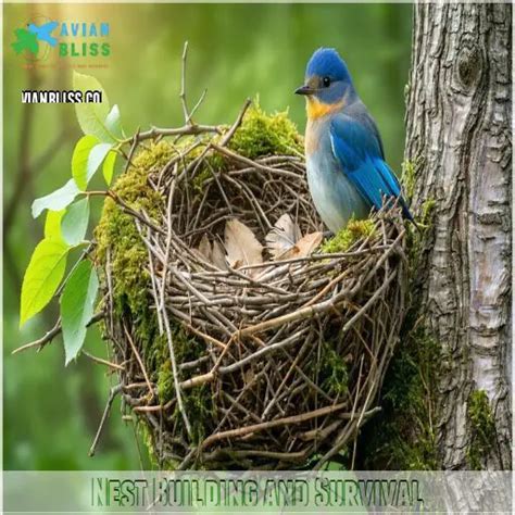 9 Astonishing Bird Nest Benefits: A Haven for Nature & You