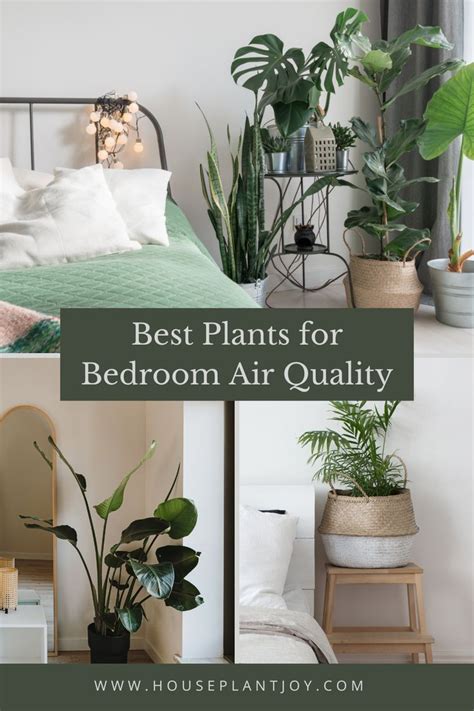 9 Best Plants for Bedroom Air Quality