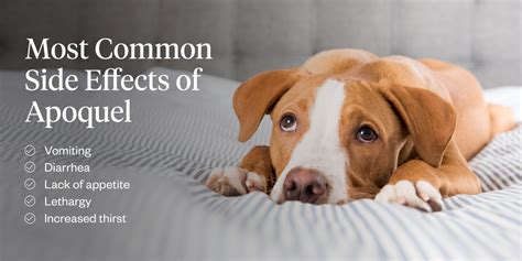 9 Dangerous Apoquel Side Effects in Dogs: Don't Ignore These Warnings!