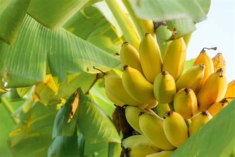 9 Essential Banana Tree Fertilizers for Skyrocketing Growth