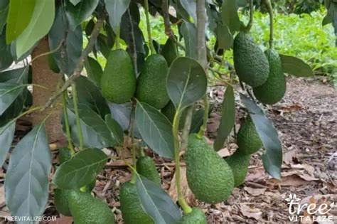 9 Essential Fertilization Tips for Bountiful Avocado Harvests