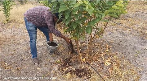 9 Essential Guava Plant Fertilizer Tips to Maximize Yield