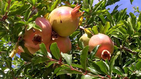 9 Essential Tips for Fertilizing Pomegranates for Bumper Harvests