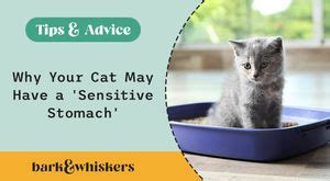 9 Essential Tips for Treating Irritable Bowel in Cats