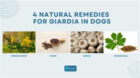 9 Essential Treatments for Giardia in Dogs: A Comprehensive Guide to Cure Your Canine Companion