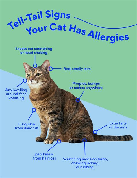 9 Must-Knows About Allergic Reactions to Cats: A Comprehensive Guide