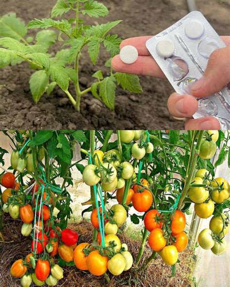 9 Tomato and Vegetable Fertilizer Tips for a Bountiful Harvest