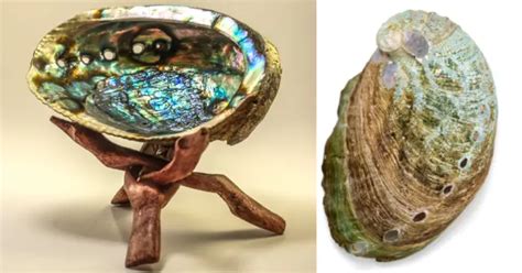 90 Unforgettable Abalone Crystal Uses That Will Make Your Jaw Drop