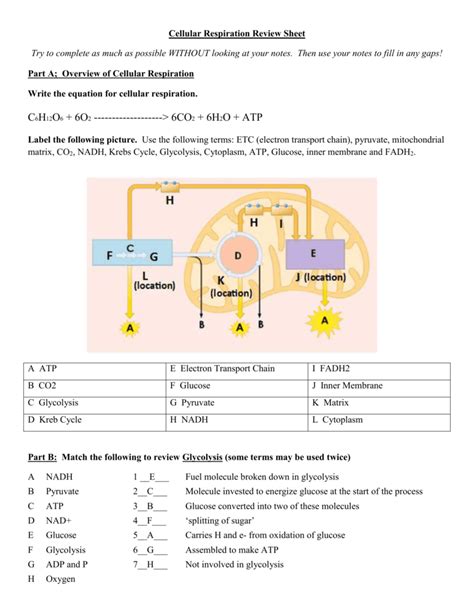 91 Cellular Respiration An Overview Worksheet Answers Kindle Editon