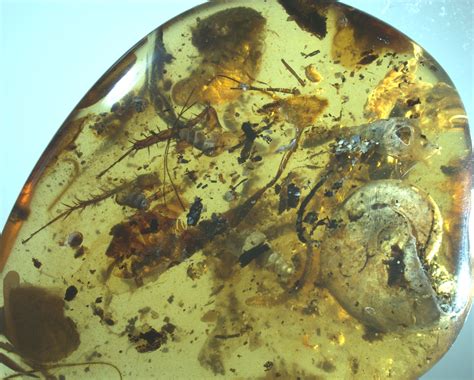 99 Astonishing Applications of Amber with Bugs Trapped Inside