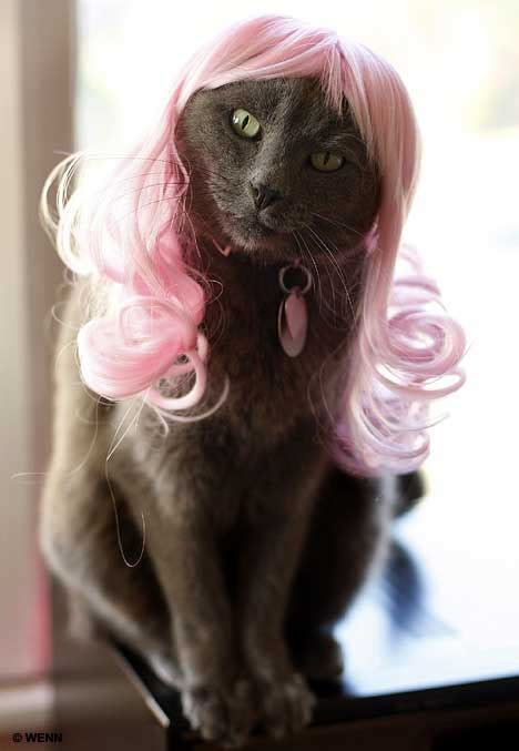 99 Purrfect Cat Wigs That Will Make Your Feline Friend the Mane Attraction