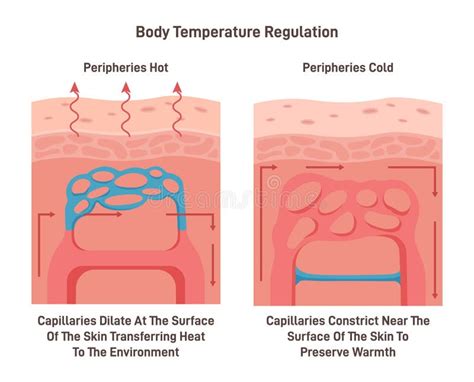 99.7 F in C: Unlocking the Benefits of Body Temperature Regulation