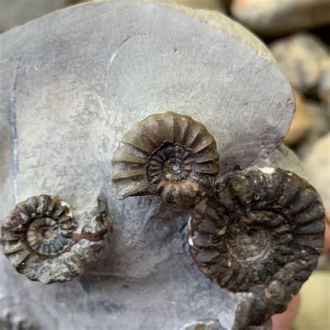 999+ Ammonite Fossils for Sale: A Collector's Guide