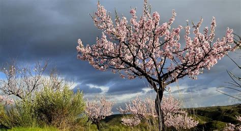 A Beleza e Benefícios das Amendoeiras: Transformando Paisagens e Vidas