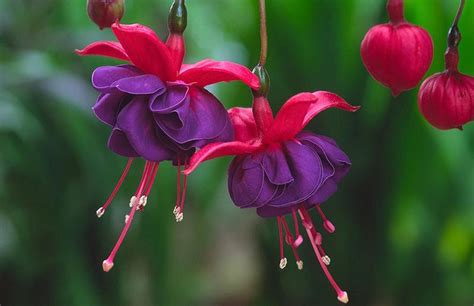 A Bete Floricultura: Um Guia Abrangente para Cultivar Flores Vibrantes