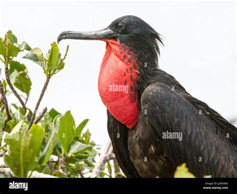 A Bird with a Bulging Gullet