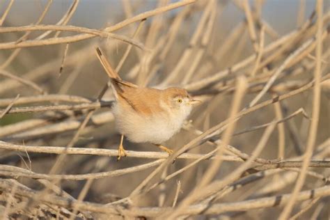 A Birdwatcher's Encounter Sparks a National Movement