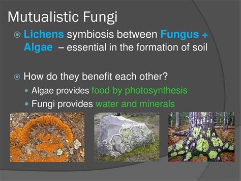 A Bridge between Two Kingdoms: The Symbiosis of Fungi and Minerals