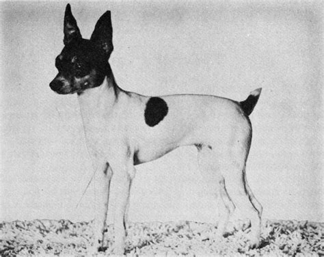 A Brief History of Toy Fox Terriers