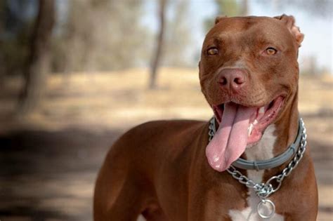 A Brief History of the Red Nose Pitbull