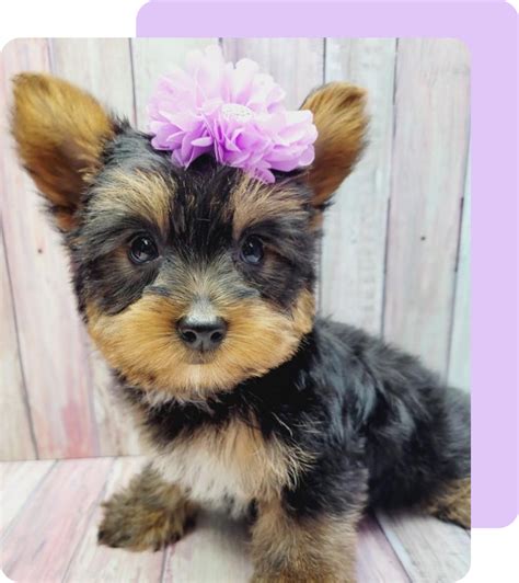 A Brief History of the Yorkie