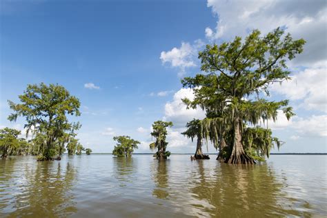 A Cinematic Oasis in the Heart of Louisiana