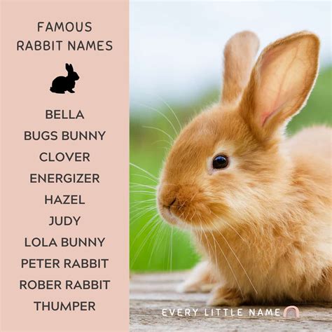 A Complete Guide to Captivating Rabbit Names: Unveil the Essence of Your Hoppy Companion