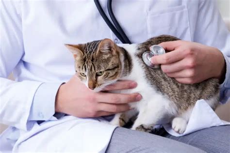 A Comprehensive Guide: Finding the Best Veterinarians Near You