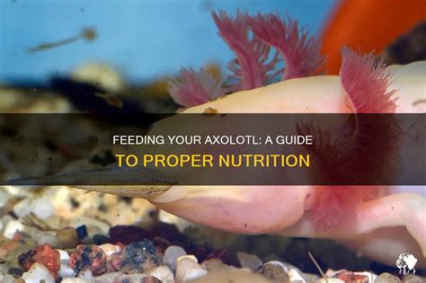 A Comprehensive Guide to Axololotl Nutrition: Ensuring Optimal Health and Well-being